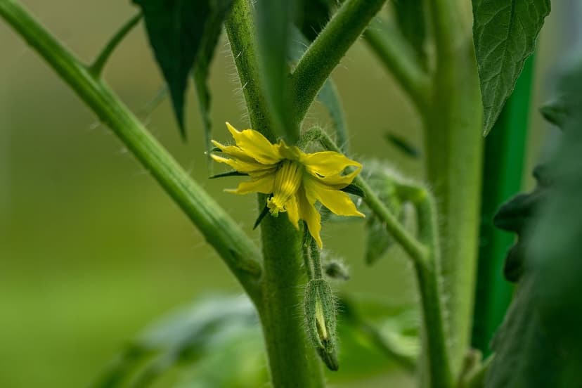 Beneficios de Algas Unicelulares en Tomate