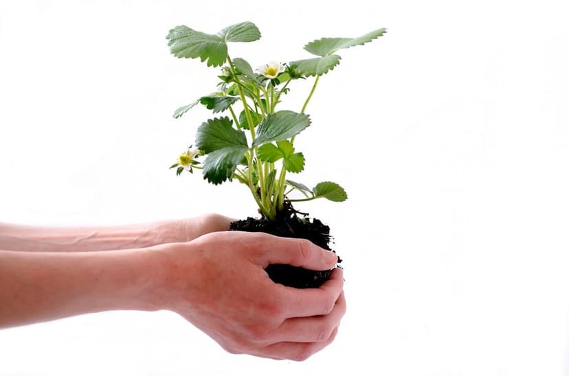 Micro-organismes du sol qui améliorent la santé des cultures