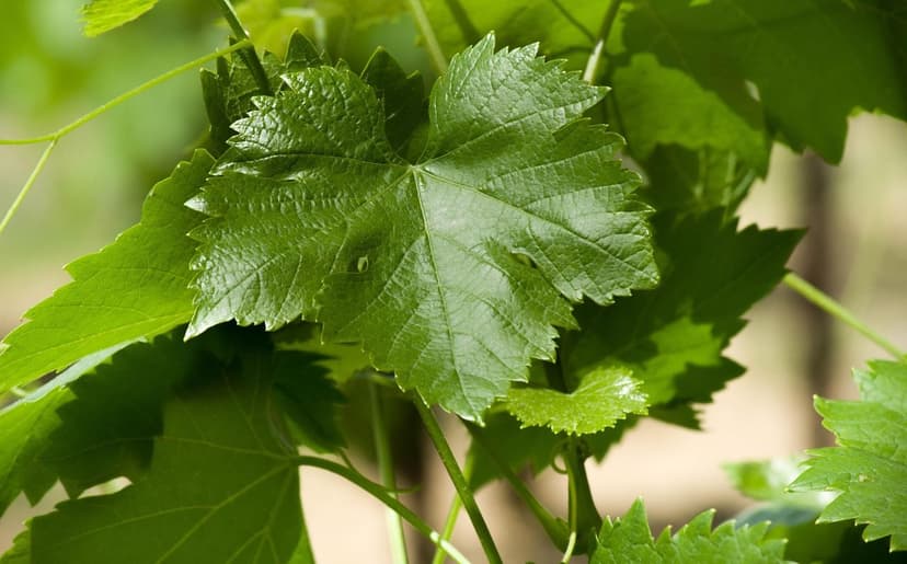 Bioestimulantes em videira Tempranillo: +25% de produção em Ribera del