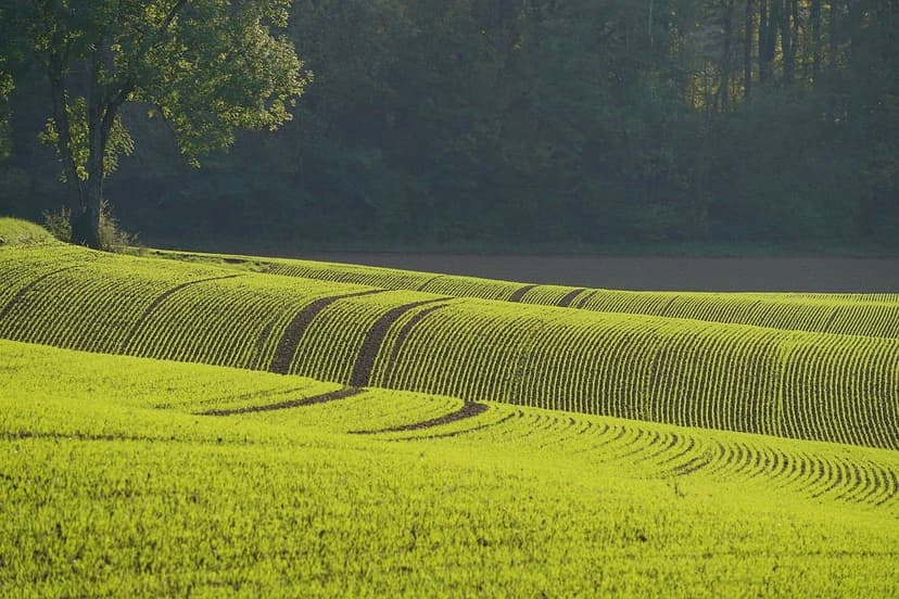 Azoto Ureico in Agricoltura: Vantaggi e Applicazione
