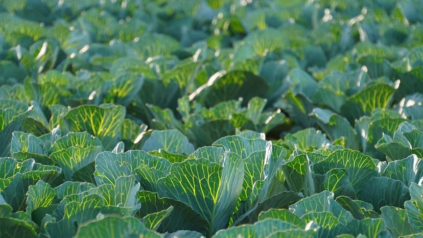 O Auge da Alimentação Ecológica na Europa: Tendências, Benefícios e Co