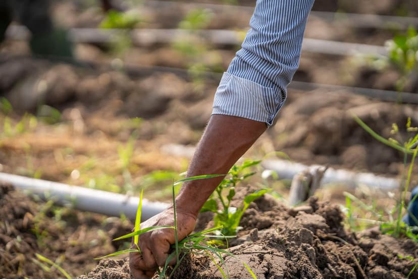 Ecological Biostimulants: Natural Growth Enhancers for Crops