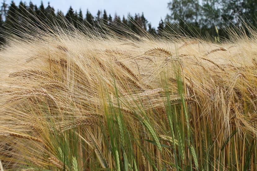 Biostimulanzien zur Verbesserung der Qualität europäischer Kulturpflan