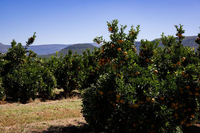 Fertilizantes ecológicos CE 2018/848 en cítricos: mitos y