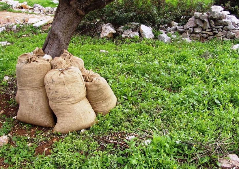 Bioestimulantes para Olivo: Programa Técnico para Mayor Rendimiento en