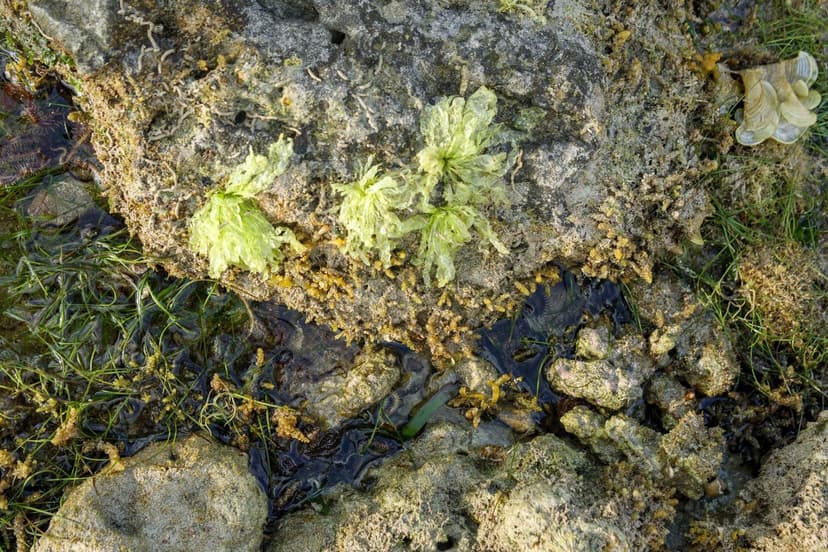 Alghe Unicellulari vs Aminoacidi come Biostimolanti