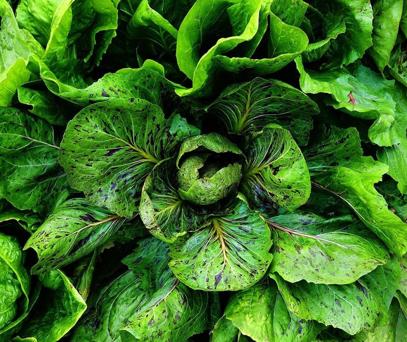 Améliorations de la Germination avec des Biostimulants Agricoles