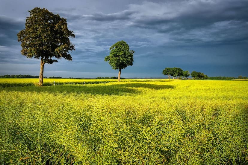 Azoto Nitrico in Agricoltura: Vantaggi e Applicazione