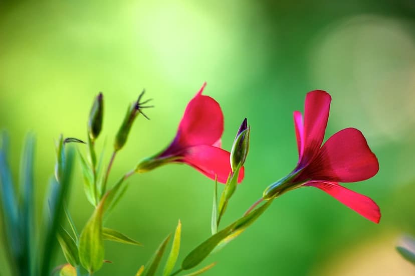 Biological, Organic, and Ecological Fertilizers: Sustainable Alternati