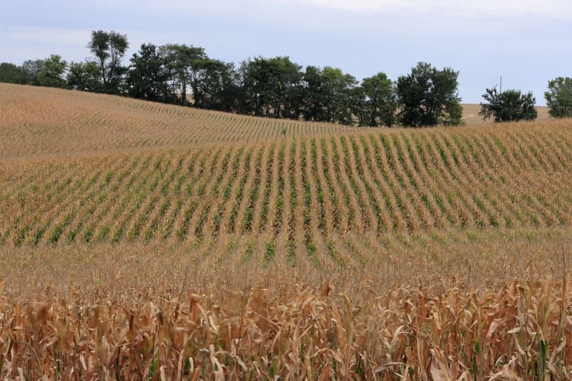 Correct nitrogen deficiency in corn effectively