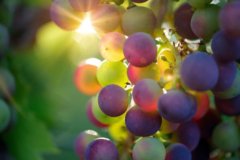 Comment Corriger la Carence en Azote de la Vigne