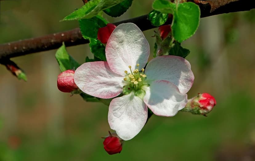Uso de Bioestimulantes para Melhorar a Floração em Ameixeiras