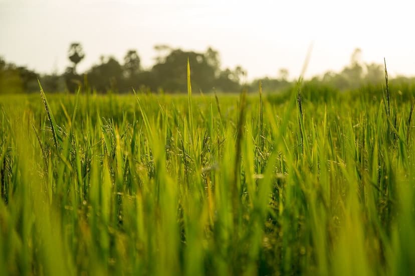 Protege tu Cosecha y Nutre tu Tierra: La Revolución de los Fitosanitar