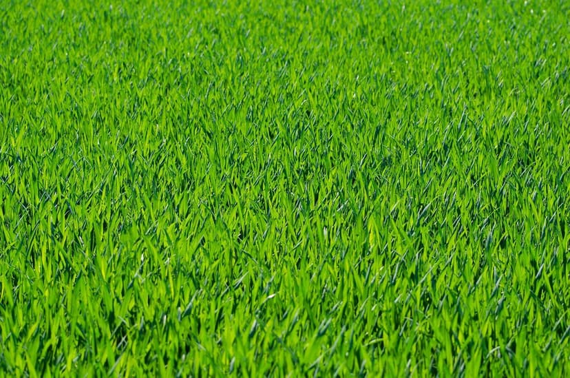 Strategie di Agricoltura Sostenibile in America