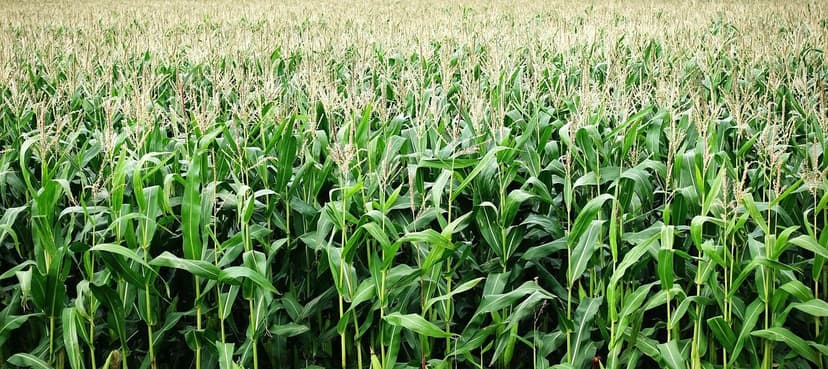 O Auge da Alimentação Ecológica na Europa: Tendências, Benefícios e Co
