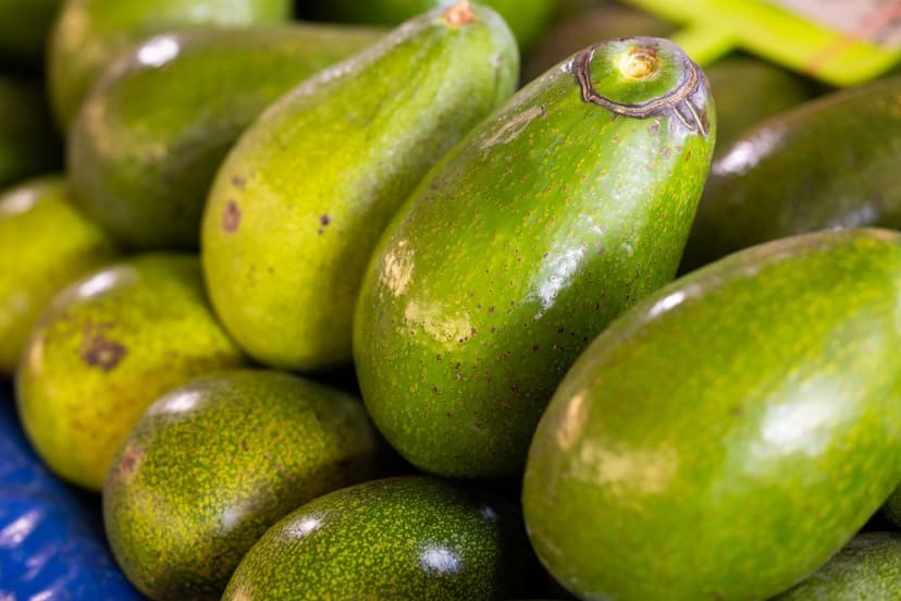 Fertilización Nitrogenada en Aguacate: Dosis y Momento Clave
