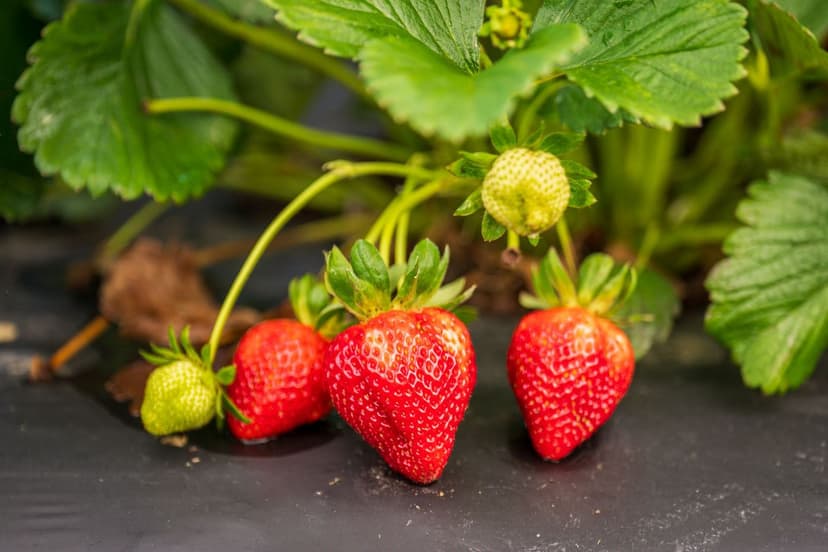 Gestione del Suolo per la Produzione Ottimale di Frutti di Bosco