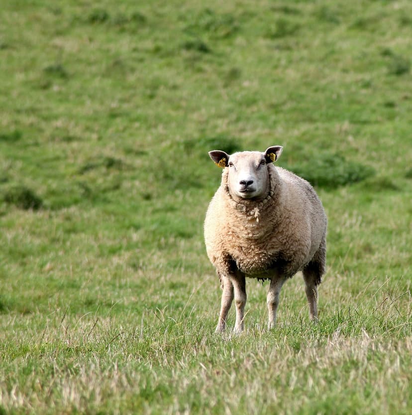 4. Estratégias de manejo agronômico para mitigar o estresse hídrico