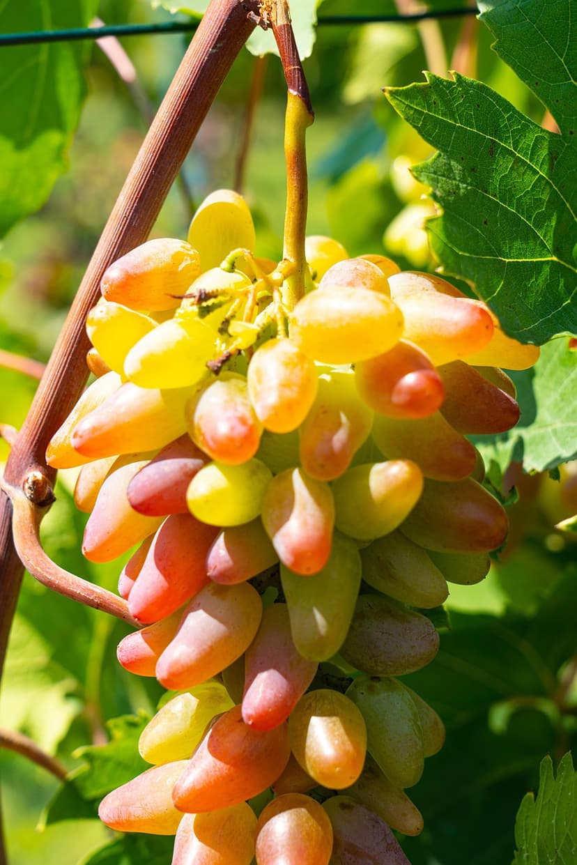 Aplicação de bioestimulante foliar em vinha ecológica