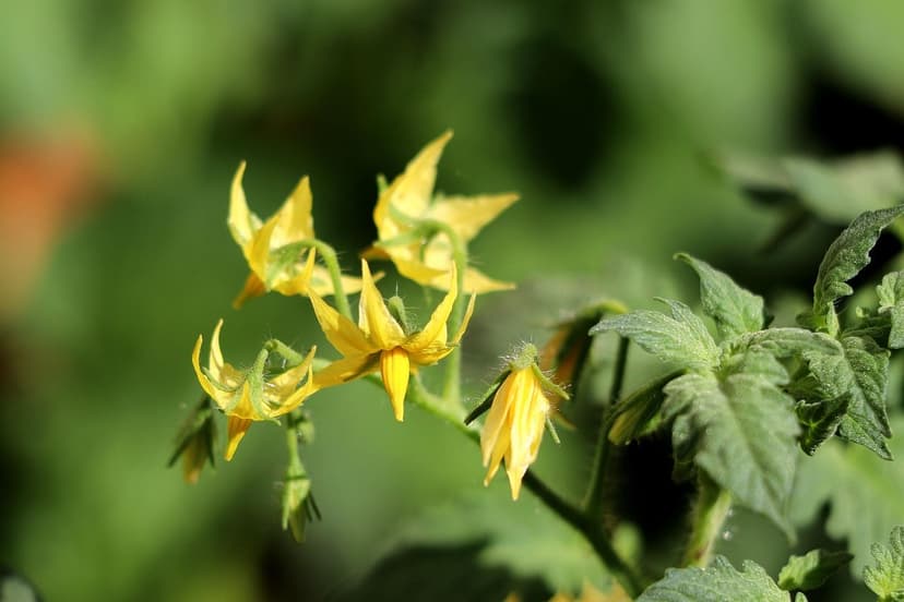 Application of Biostimulants in Tomato Cultivation