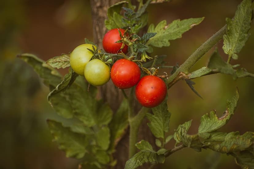 Bioestimulantes en tomate de procesado: +14% producción y +20% BRIX re