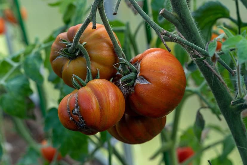 Biostimulants pour la Tomate : Application et Résultats