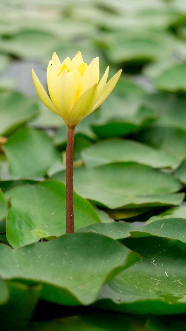 Flores de mora en etapa de floración