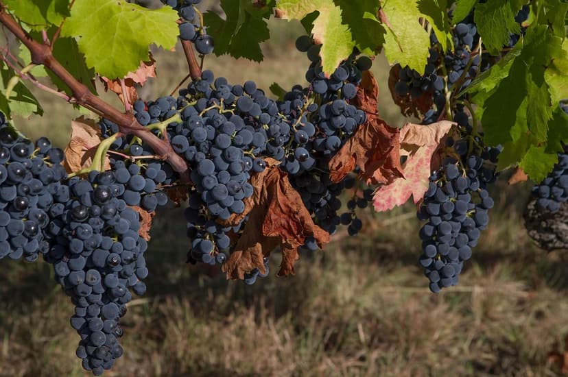 Bioestimulantes em videira Tempranillo: +25% de produção em Ribera del