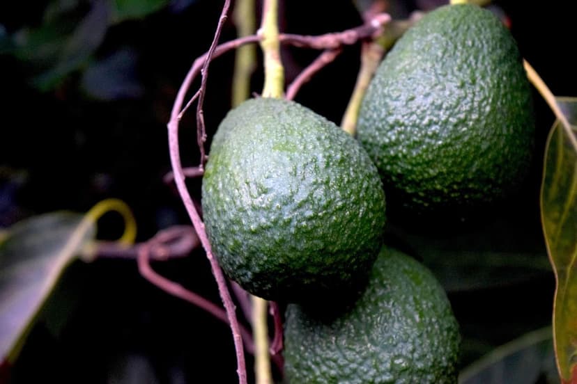 Aminosäure-Biostimulanzien bei Avocados in salzhaltigen Böden