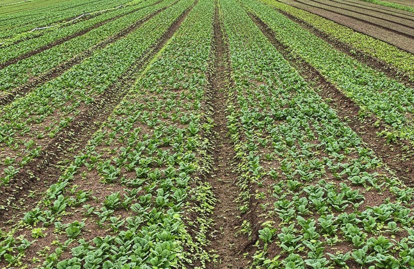 Biostimulants pour améliorer la production de canne à sucre