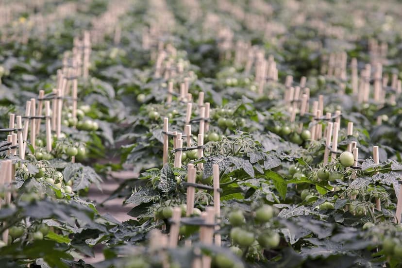 Bioestimulantes em tomate de processamento: +14% de produção e +20% BR