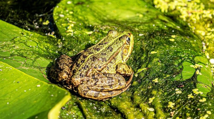 Unicellular Algae: Advantages over Seaweed