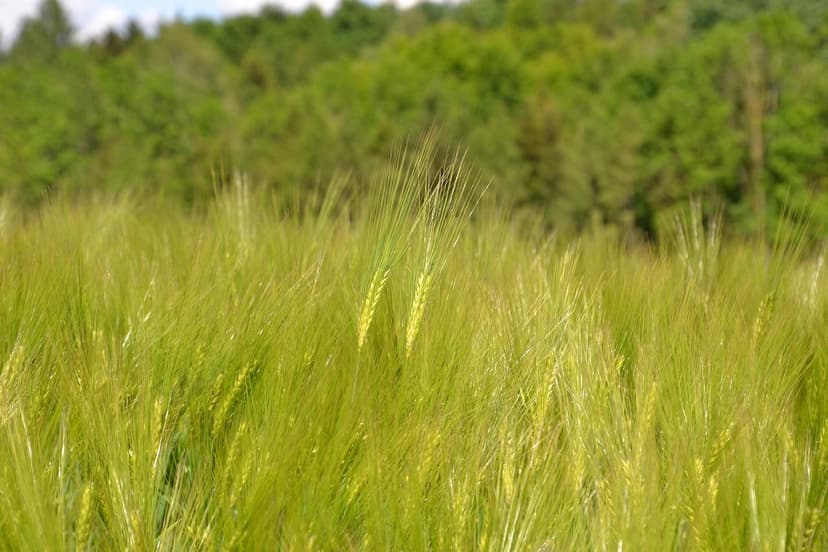 EU-Biostimulanzien-Verordnung: Änderungen für Landwirte