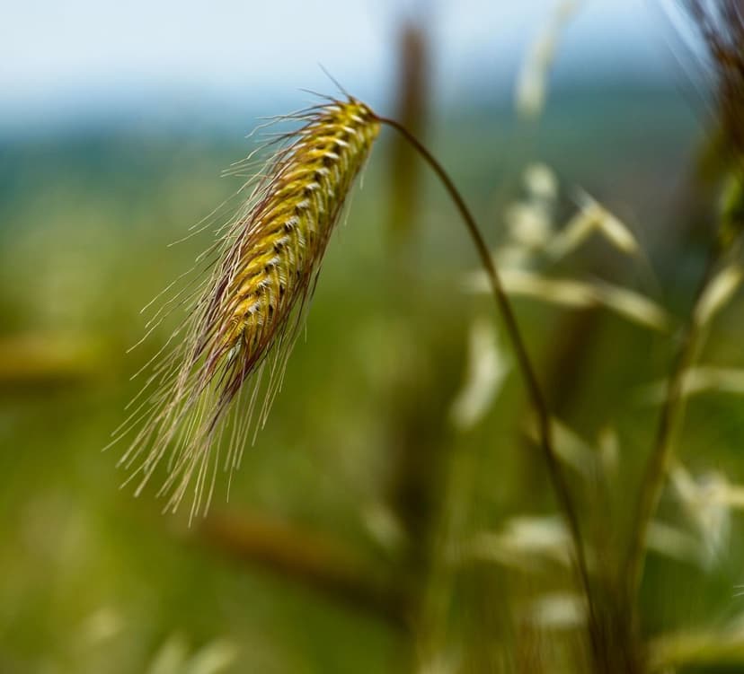 Bioestimulantes para Cultivos Europeos: Mejora tu Producción