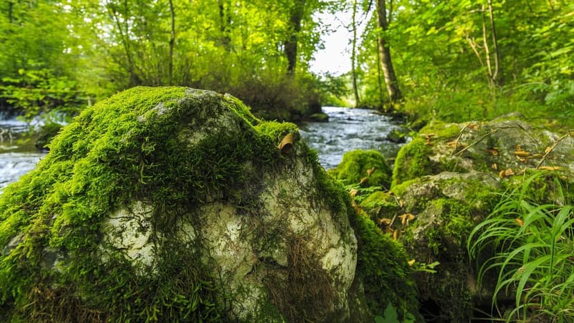 Unicellular Algae vs Humic Acids: Which is Better?