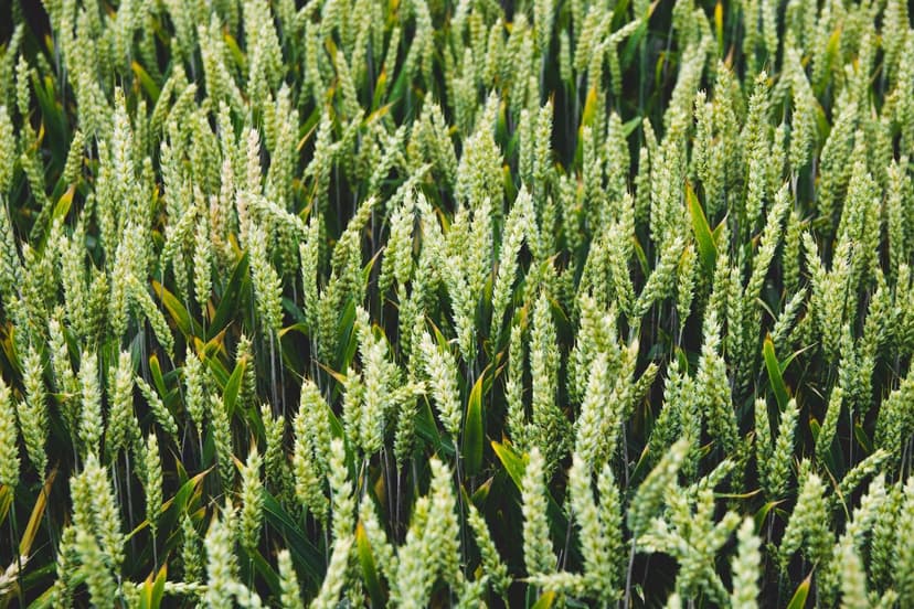 Biostimolanti per Oliveti in Spagna: Benefici e Applicazioni