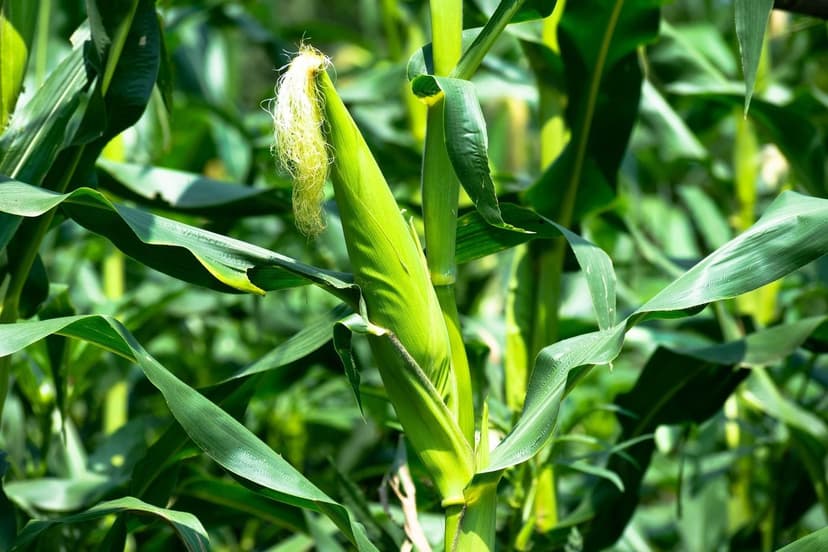 Bioestimulantes para Milho que Melhoram o Rendimento