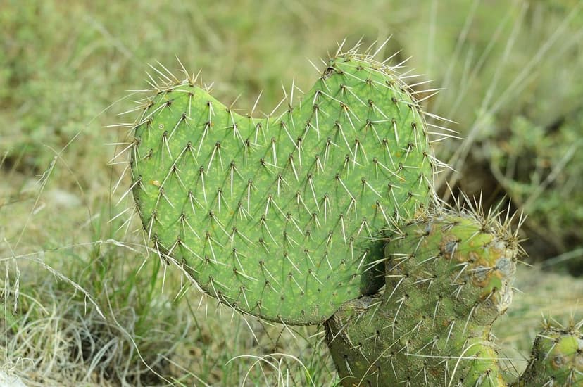 Guia completo do jardim ecológico: adubo e cuidados