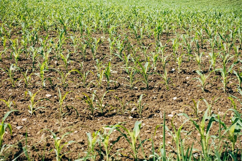 Nitrogen Fertilization in Wheat: Key Rate and Timing