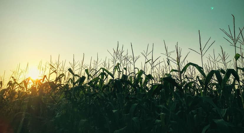 Nutrizione vegetale sostenibile con biostimolanti naturali