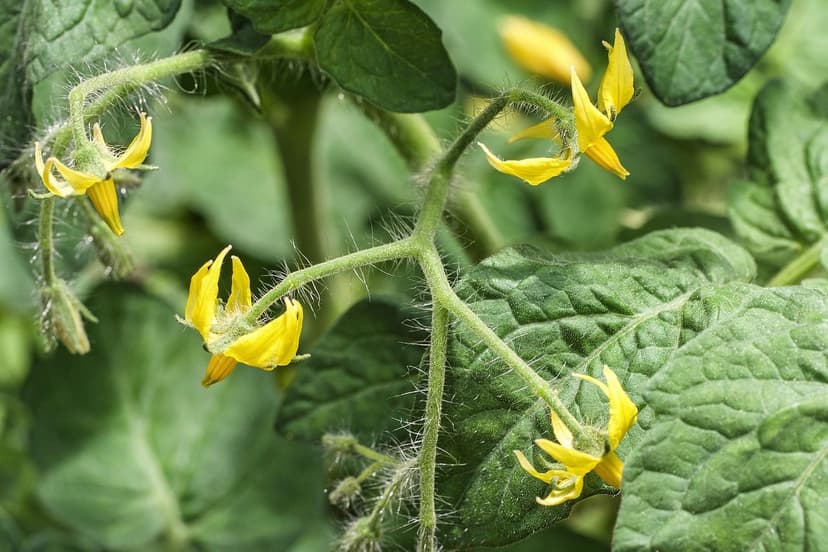 How to Apply Biostimulants to Tomato: Method and Timing