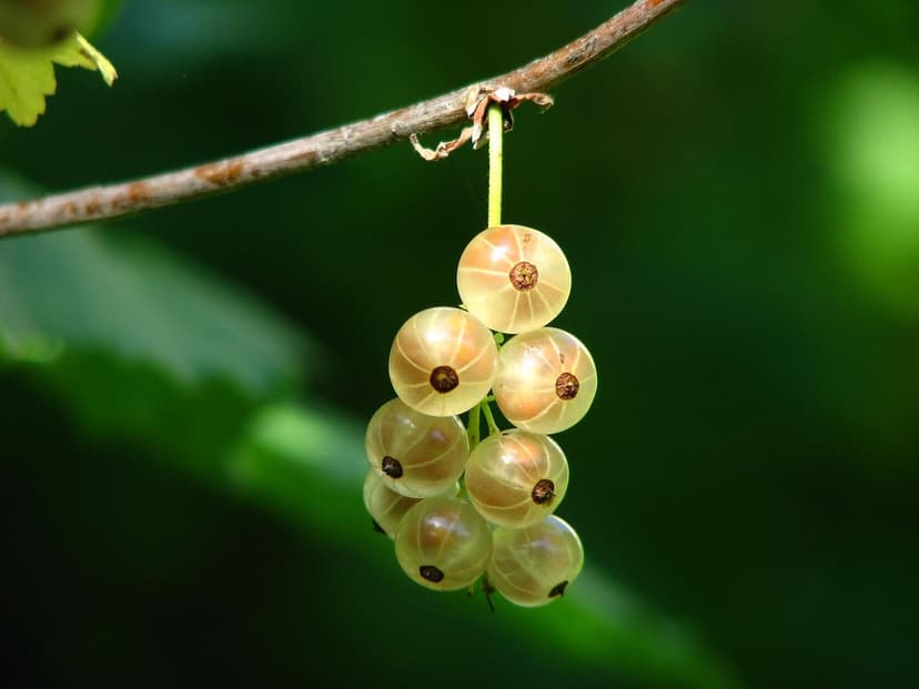 Microorganismes du sol qui stimulent les cultures agricoles