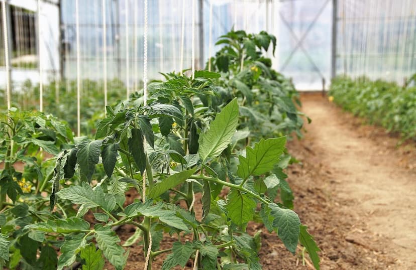 Biostimulants in processing tomatoes: +14% yield and +20% BRIX while r