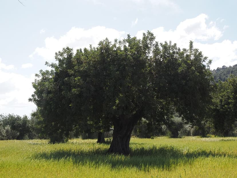 Bioestimulación térmica en aguacate: cómo mitigar el golpe de