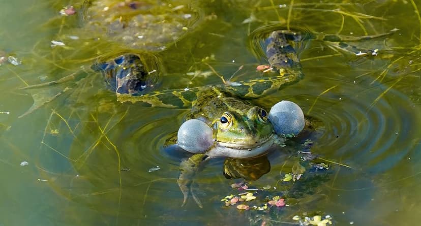 Unicellular Algae: Advantages over Seaweed