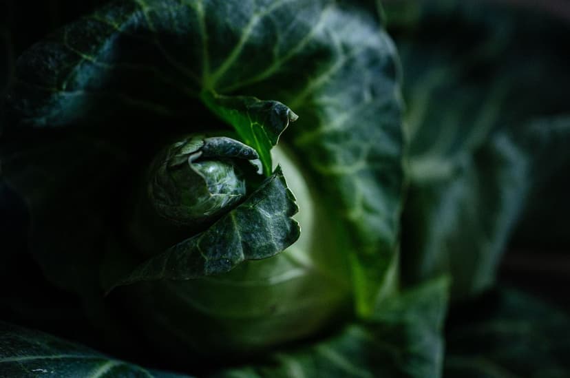 Uso di Probiotici per Migliorare il Suolo in Serra