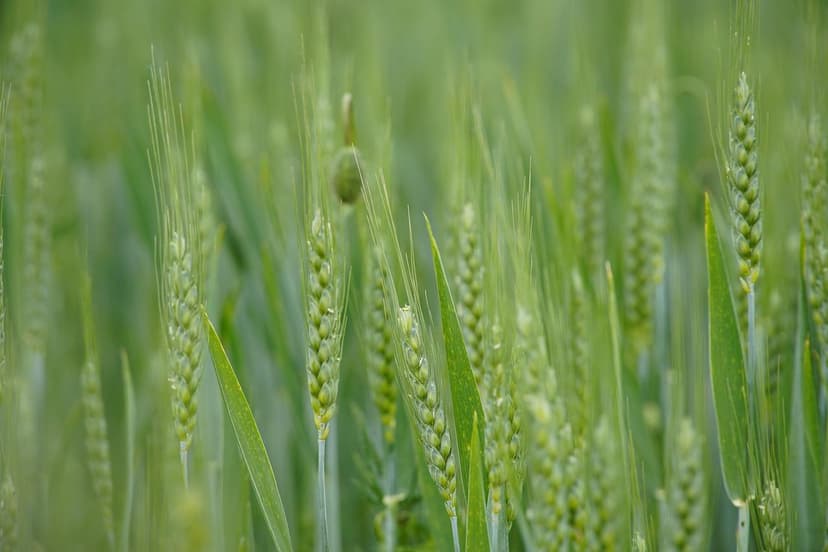 Benefits of Biostimulants in European Agriculture