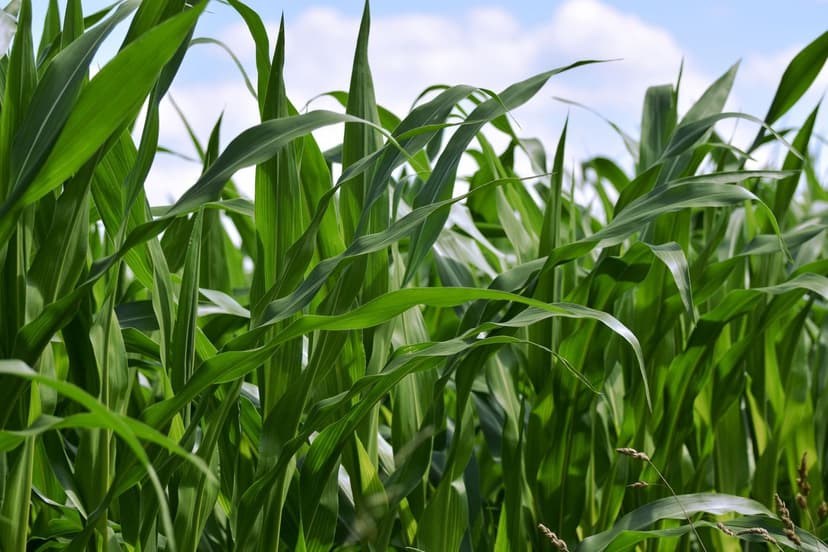 Vorteile von Bioprotektoren im Anbau tropischer Früchte