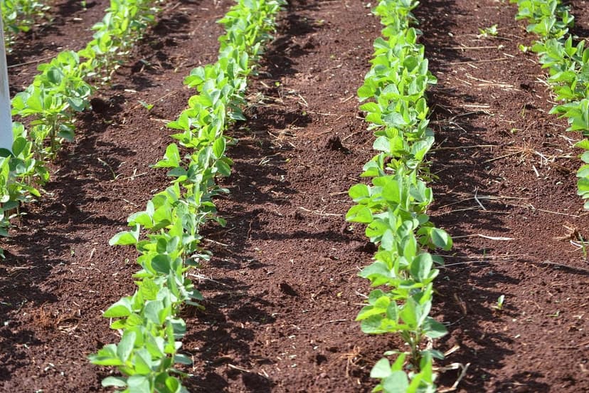 Biostimulants to Enhance Sugarcane Production
