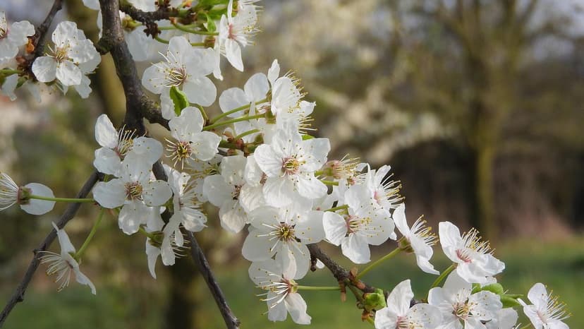 Use of Biostimulants to Improve Flowering in Plum Trees